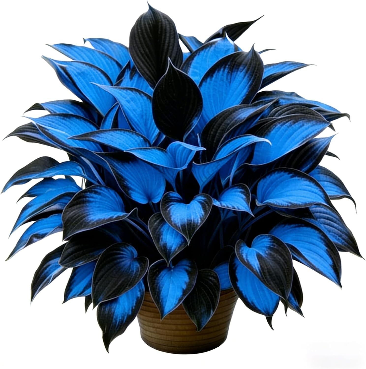 Rare 310+pcs Hosta Flower Seeds – Vibrant Perennial Mix for Shaded Gardens