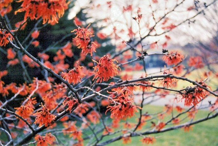 10 LANSING WITCH HAZEL SEEDS – Hamamelis vernalis ‘Lansing’