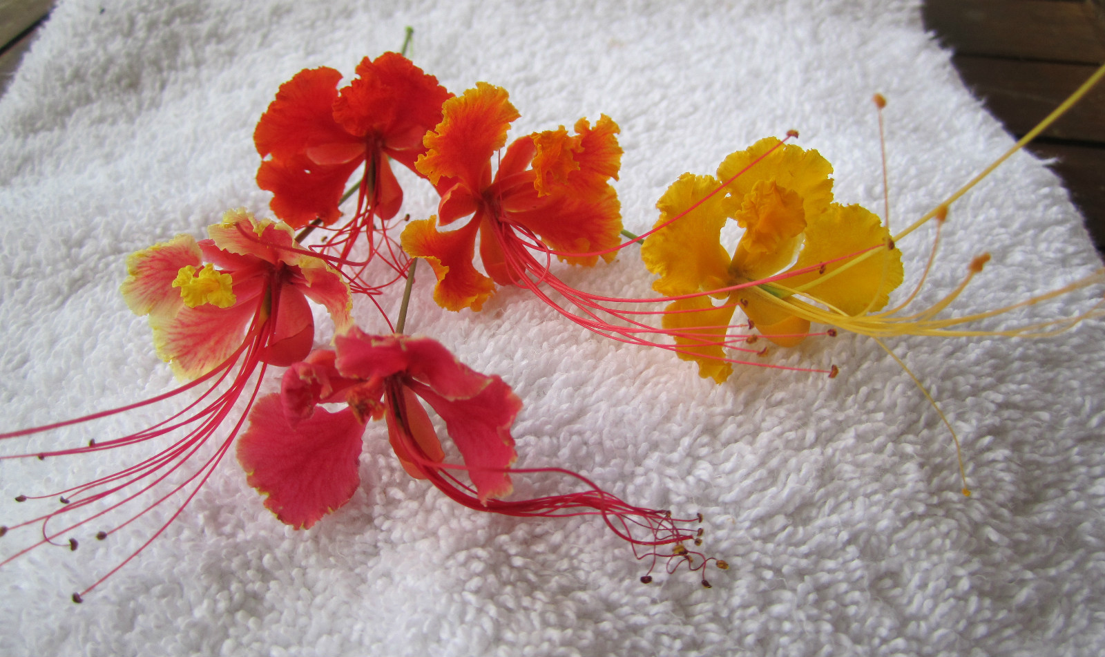 RED, PINK, YELLOW FLOWER MIX OF SEEDS PEACOCK ORCHID * CAESALPINIA PULCHERRIMA