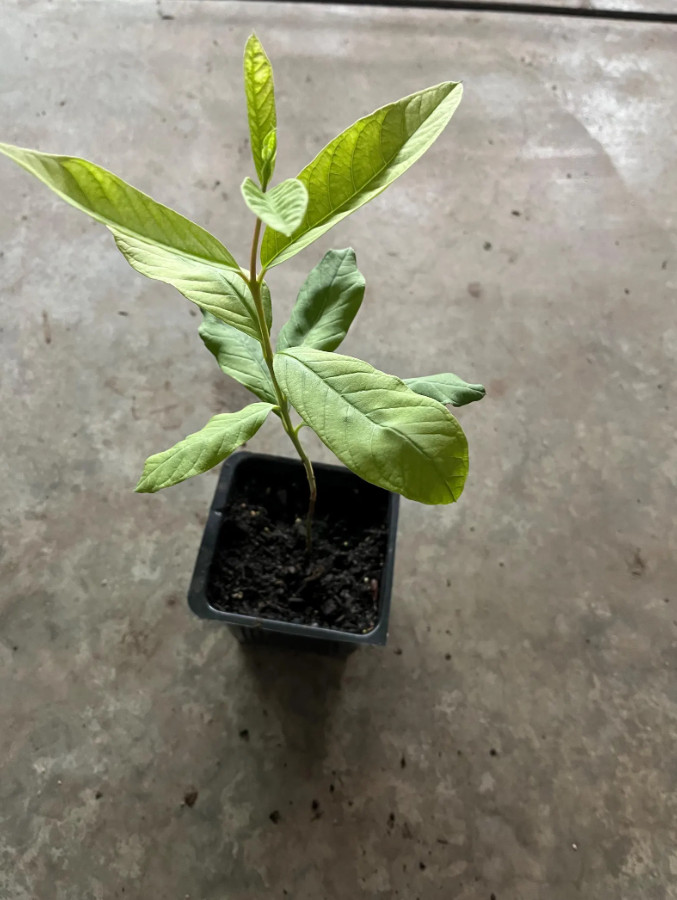 White Guava Live Plant – 8-10″ Tall in 4” Pot – Tropical Fruit Tree