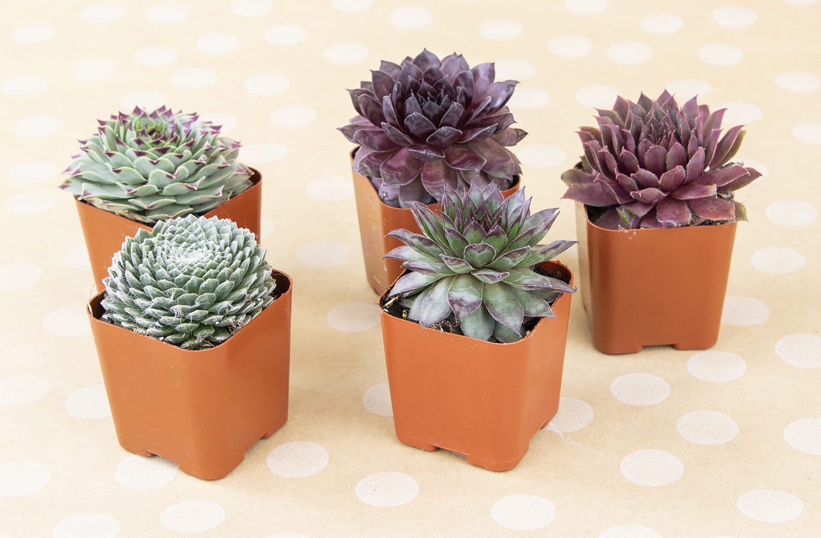 Plants For Pets Succulent 20 Sempervivum In Planter Pots Live Indoor Or Room