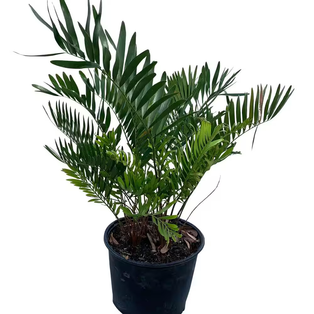 Coontie Cycad (Zamia) Shrub in 10 In. Black Nursery Pot
