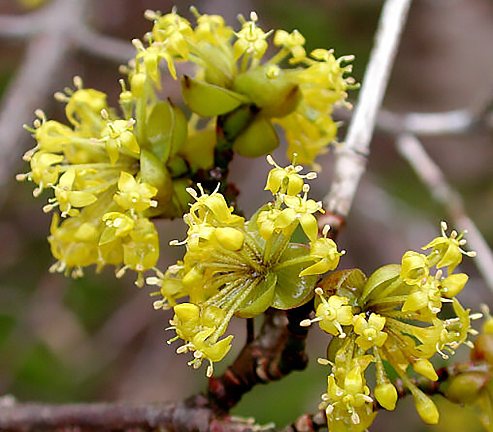 Cornelian Cherry Dogwood, Cornus mas, Tree Seeds (Edible, Hardy, Showy)