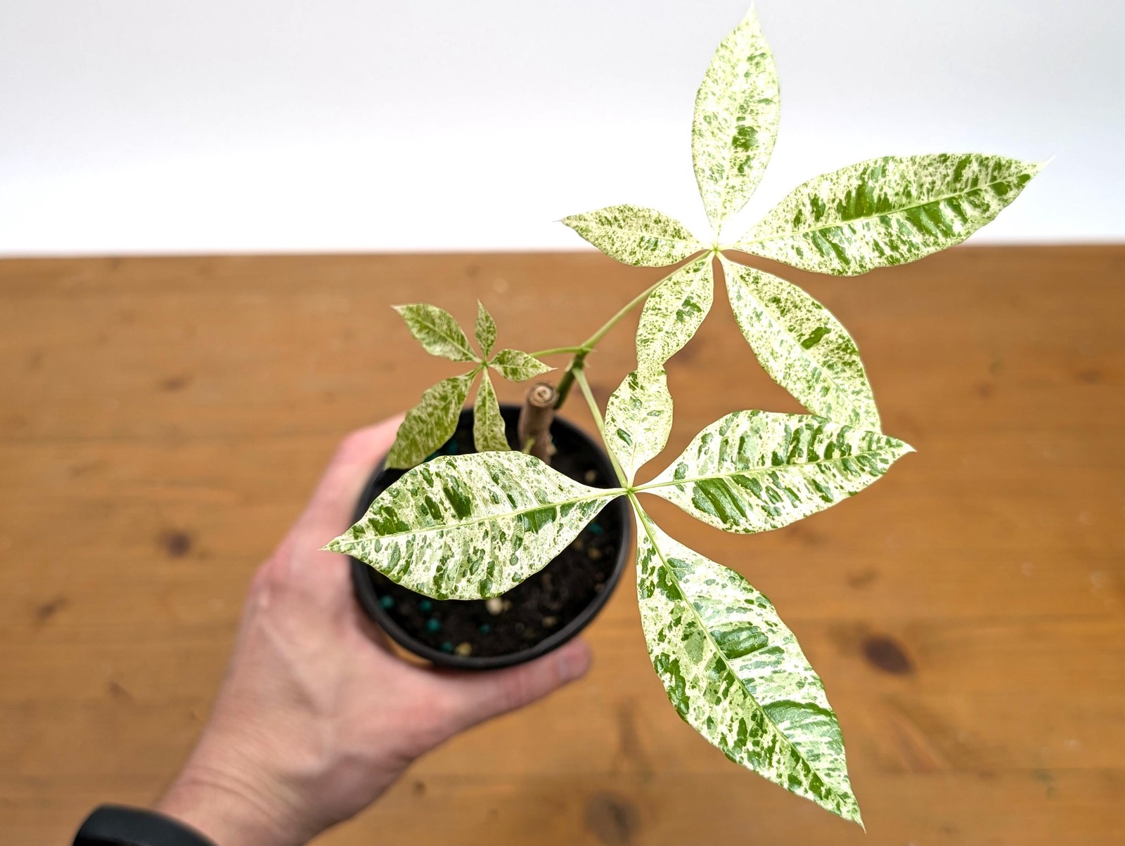Albo Milky Way Variegated Money Tree (Pachira) 4” pot