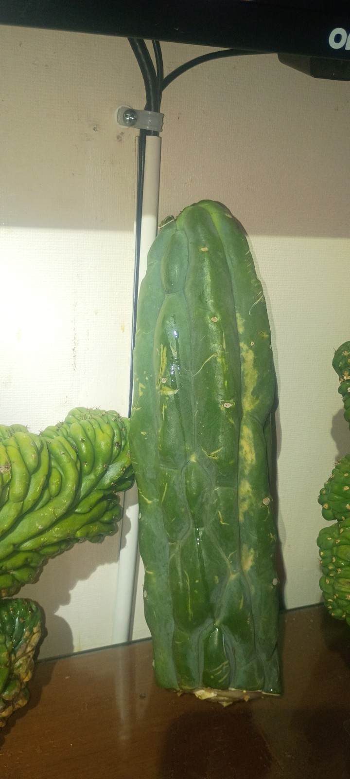 Green Crested Cactus Cuttings Lot – Clumping, Full Sun, 1 Pack