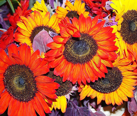 SUNFLOWER AUTUMN BEAUTY Helianthus Annuus – 20 Seeds