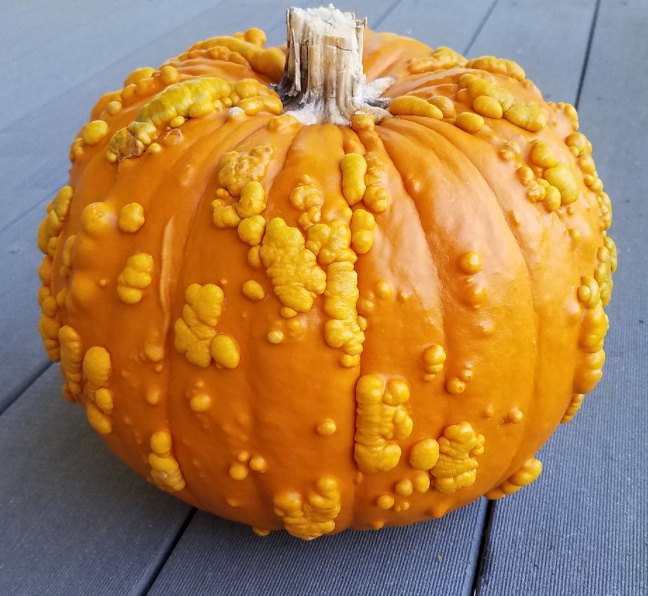 20 Seeds, Goosebumps Pumpkin Seeds E169, Giant Fall & Winter Vegetable