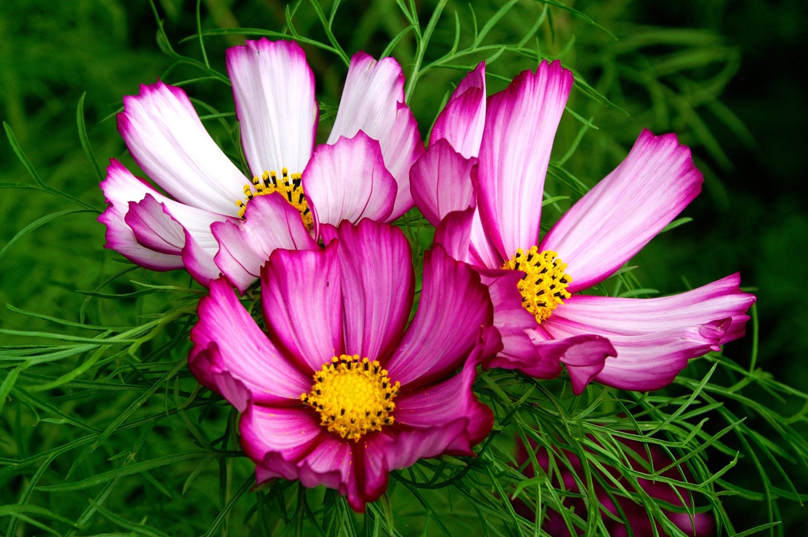 300 CANDY STRIPE COSMOS Cosmos Bipinnatus Flower Seeds