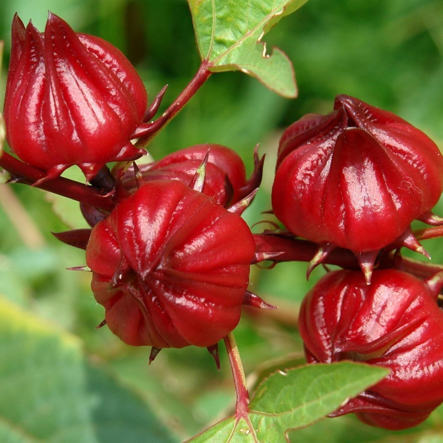 100+ Roselle Seeds for Planting – Hibiscus Sabdariffa Seeds, Roselle Hibiscus Fl