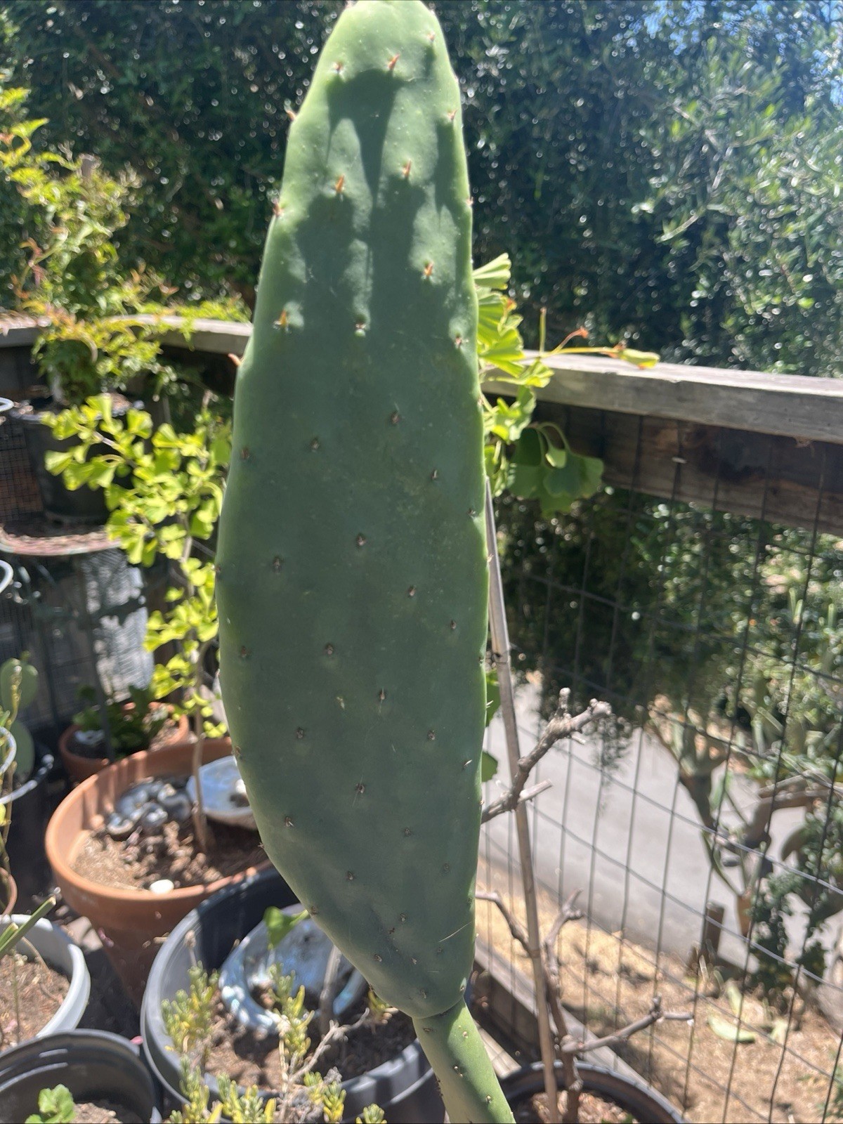 Spineless Cactus Pads 9 Pounds lbs Reptile tortoise Food Opuntia Large 10” Pads