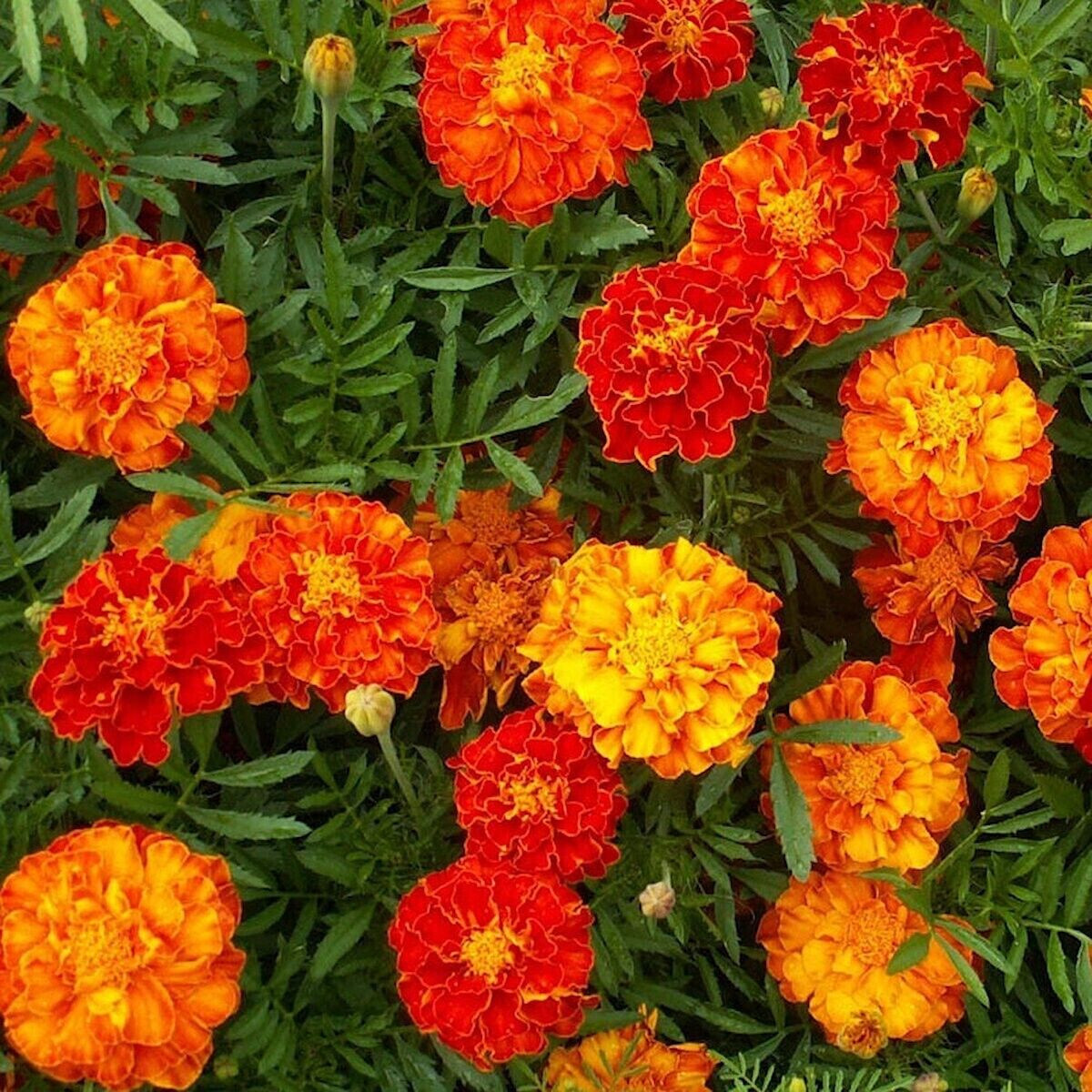 300+ FRENCH SPARKY Dwarf Marigold Mix~Orange, Yellow, Red Non-GMO Heirloom Seeds