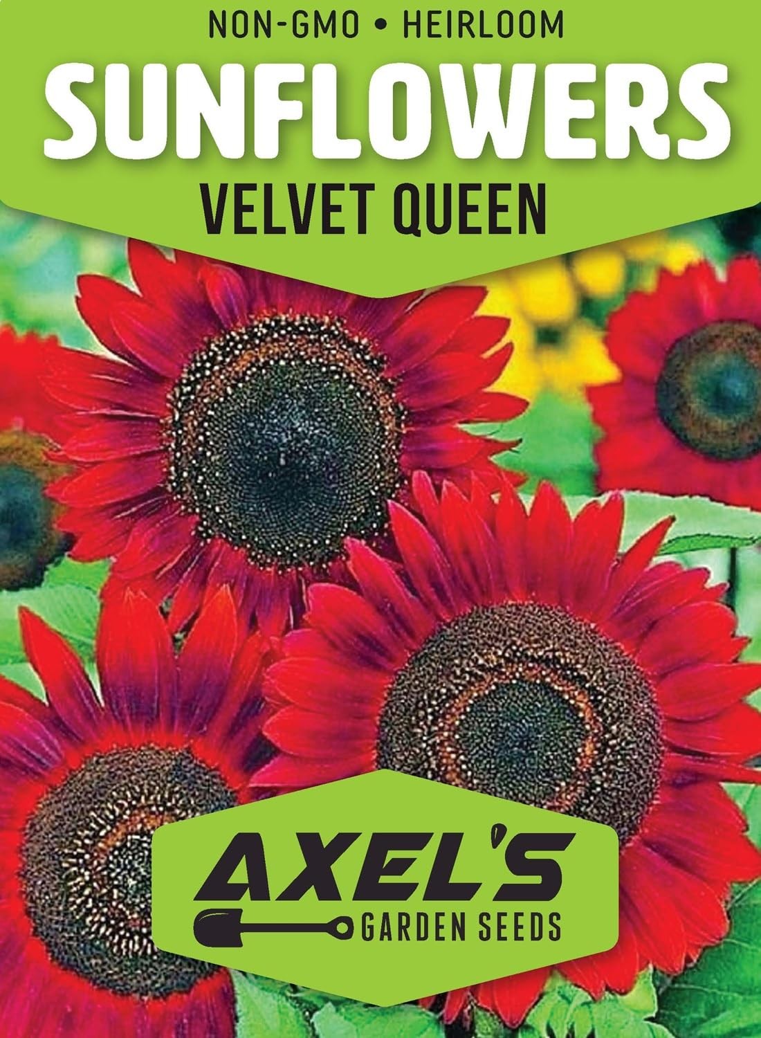 Red Sunflower Seeds for Planting – 50 Heirloom Non GMO Velvet Queen