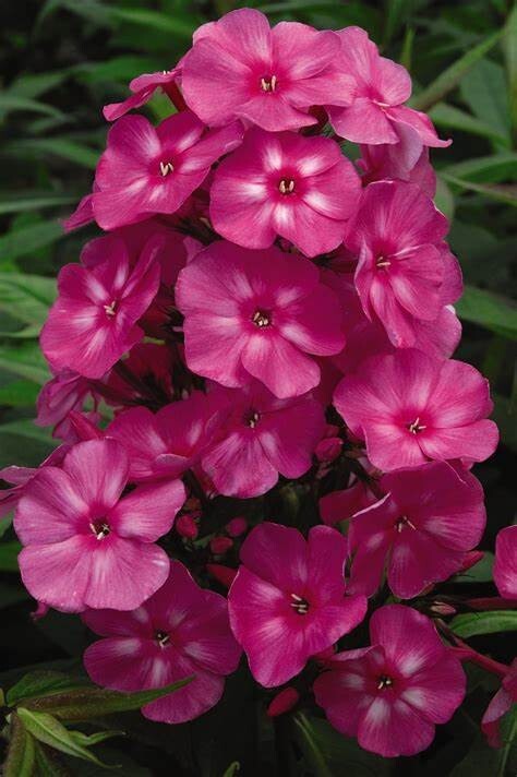 50 Bright Pink Phlox Seeds Flower Perennial Seed Flowers Butterfly US SELLER