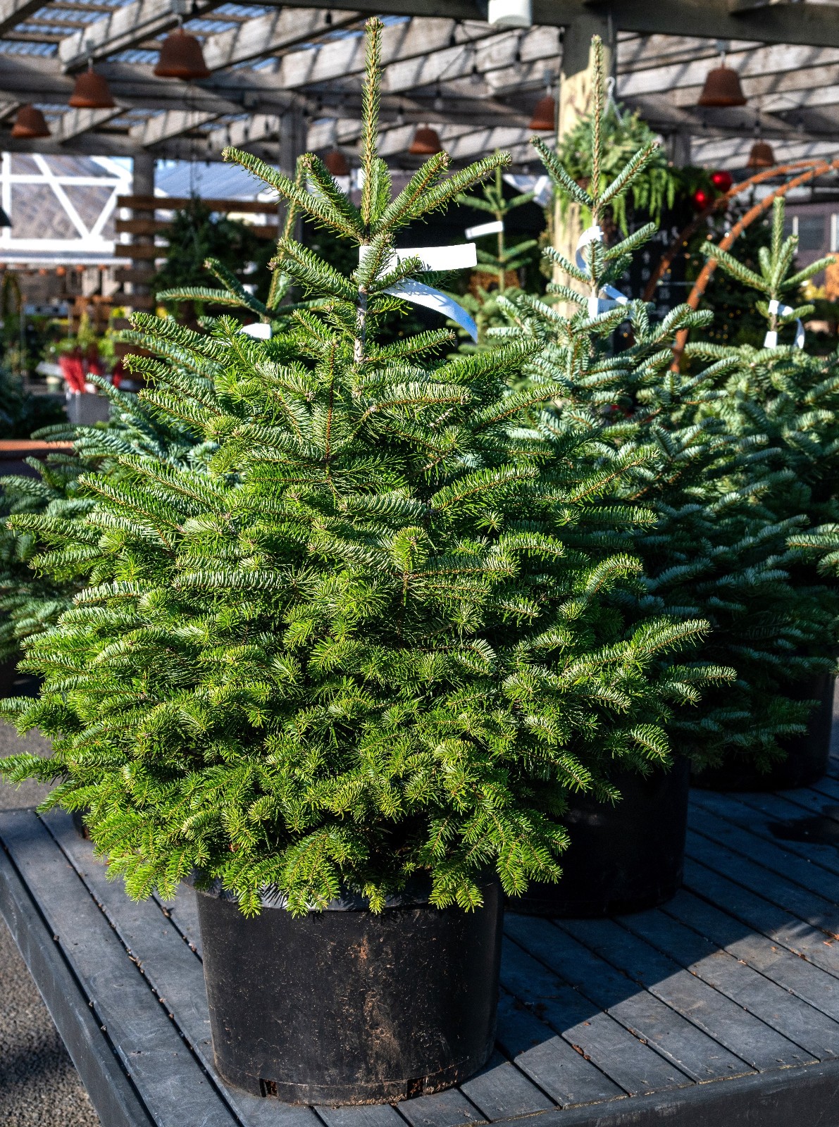 Turkish Fir – 3 YR. Potted Trees – Specimen, Windbreak or Christmas Tree