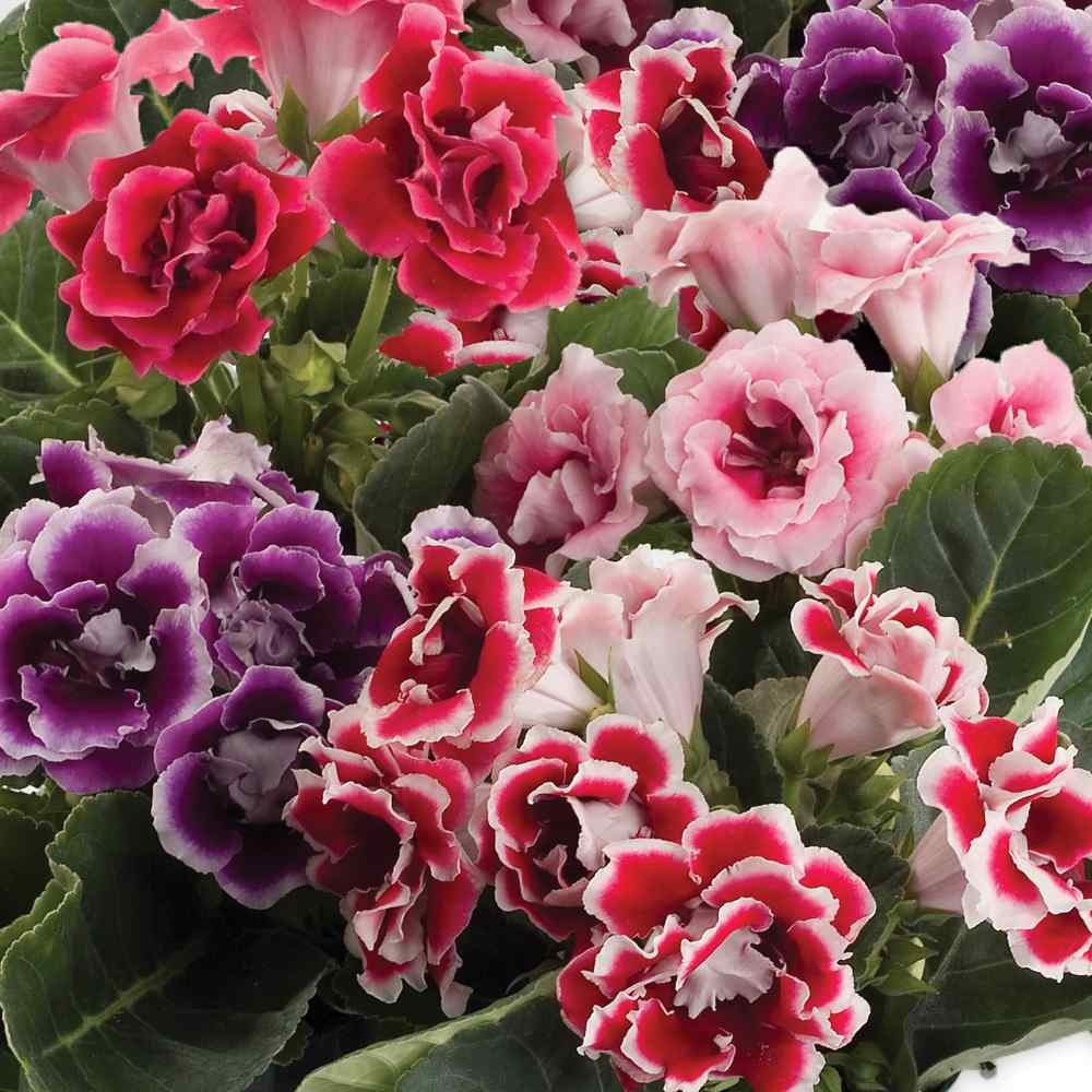 25 Seeds Gloxinia Seeds – Florist’s Gloxinia Sinningia Speciosa Flower Seed