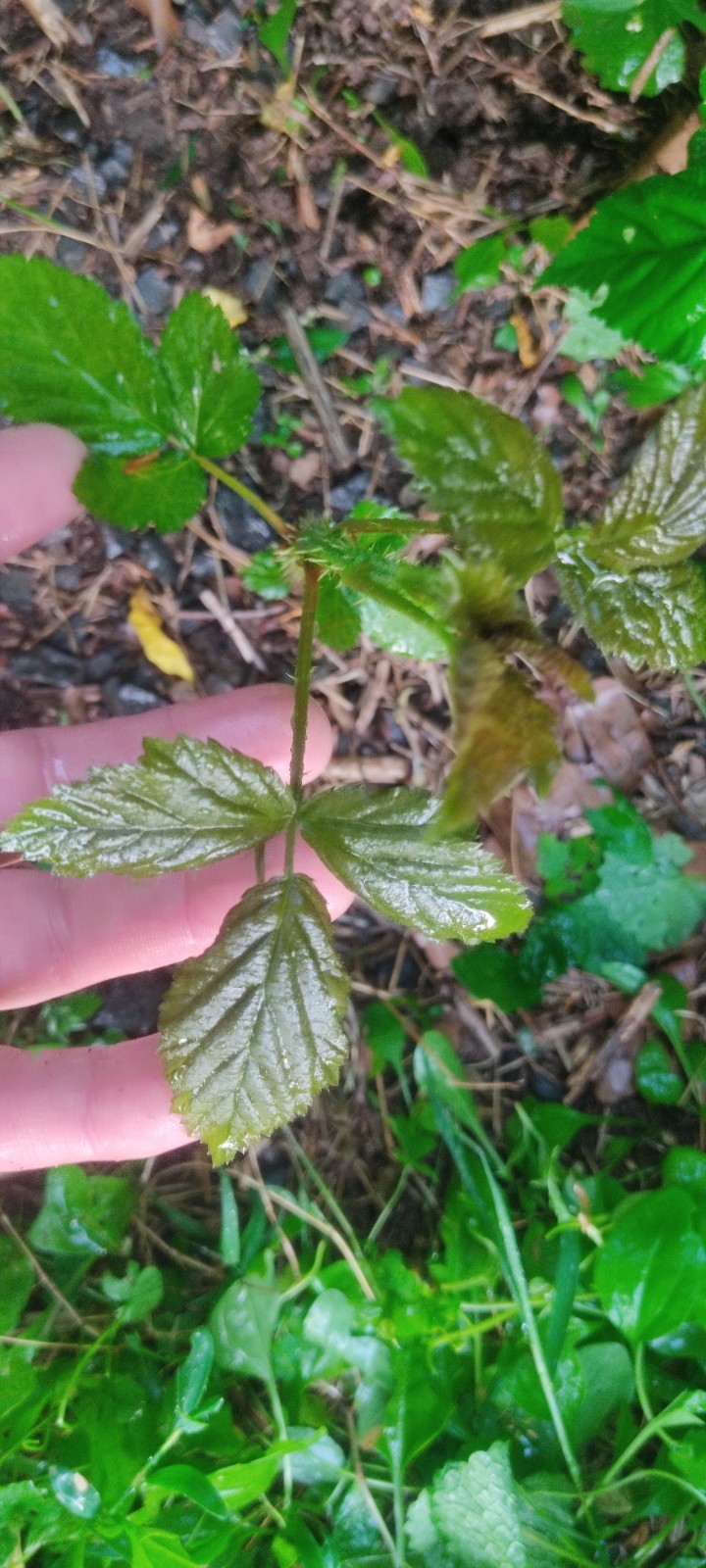 2 Blackberry Bushes live Rooted Plants about 8 -16 inches Tall. Live plant root