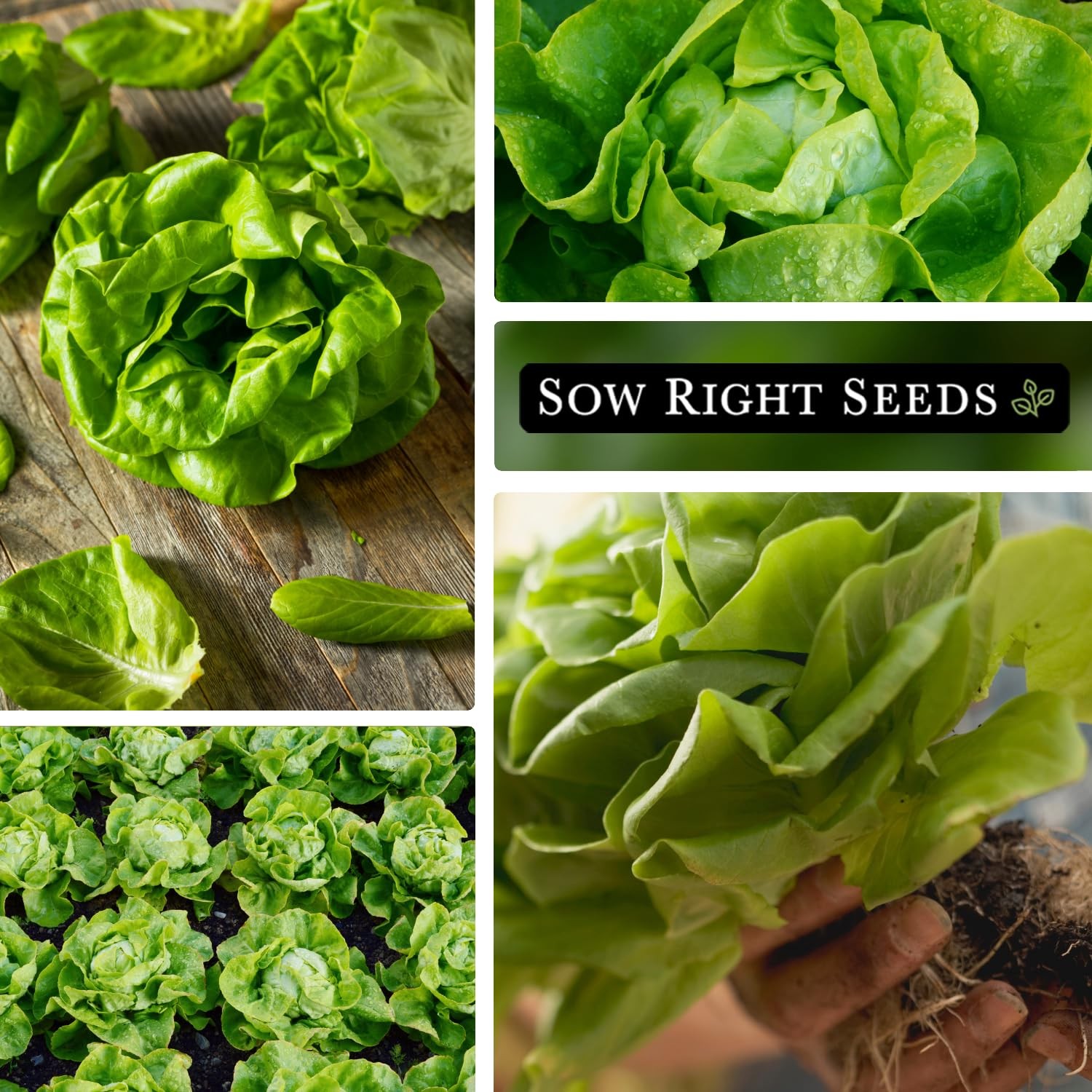 Sow Right Seeds – Buttercrunch Lettuce for Planting – Non-GMO green
