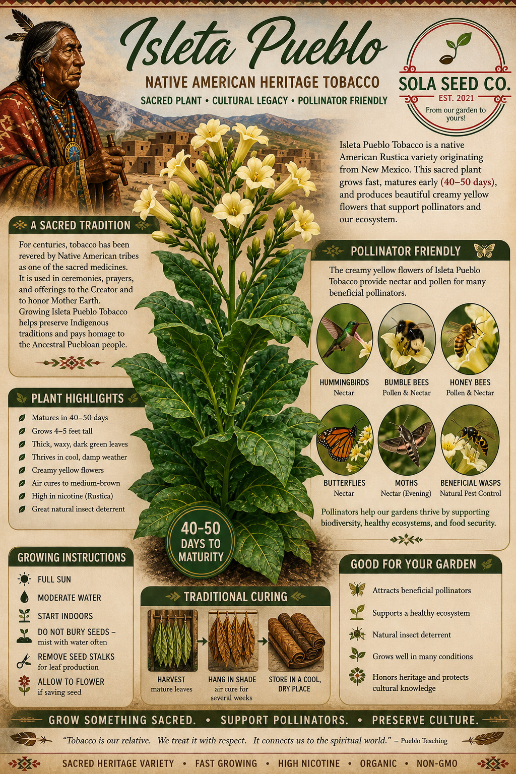 500 Isleta Pueblo Tobacco Seeds, Nicotiana rustica, Sacred Tobacco, FL Grown