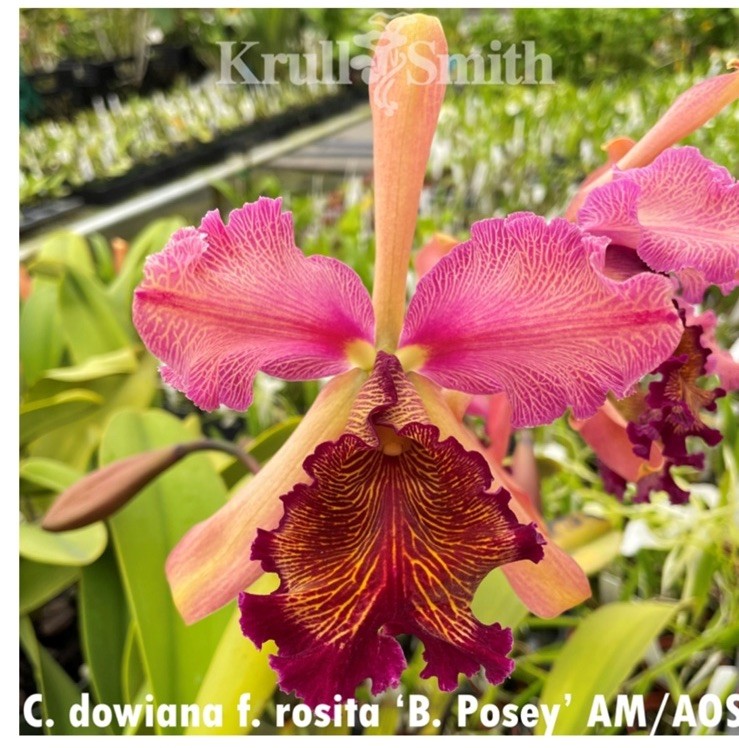 Cattleya Chamberlainiana