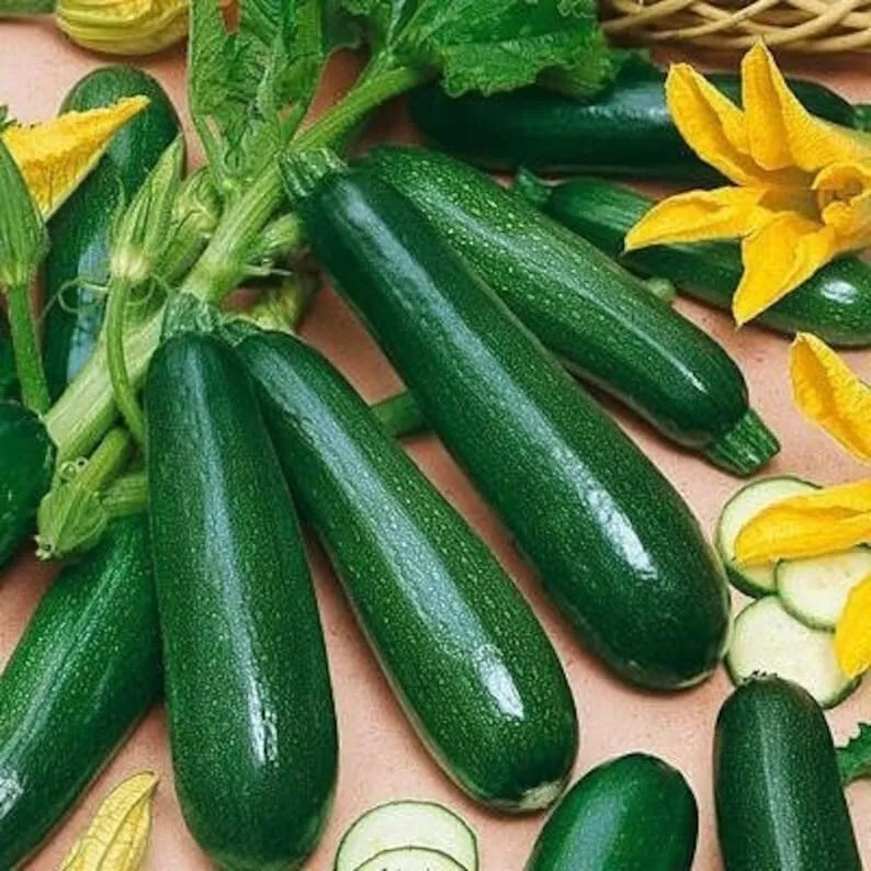 50+ BLACK BEAUTY Zucchini Squash – HEIRLOOM – NON GMO — FRESH — ORGANIC