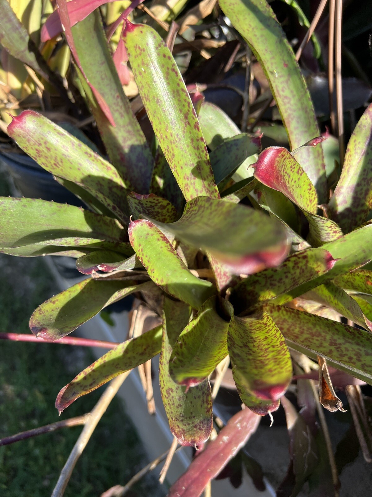 Exotic TROPICAL LANDSCAPE PLANT Pup Bromeliad colorful -unbranded