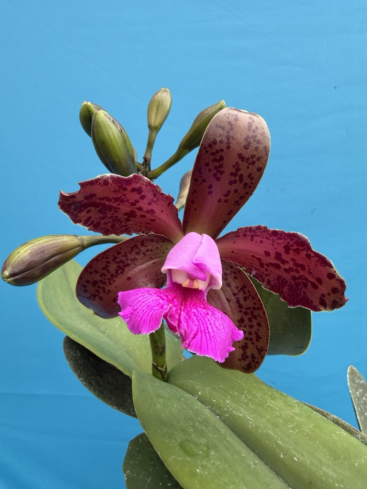 Cattleya tigrina ‘Voodoo Child’ X ‘Summer Voodoo’ Orchid Eros Species 5.5” Pot