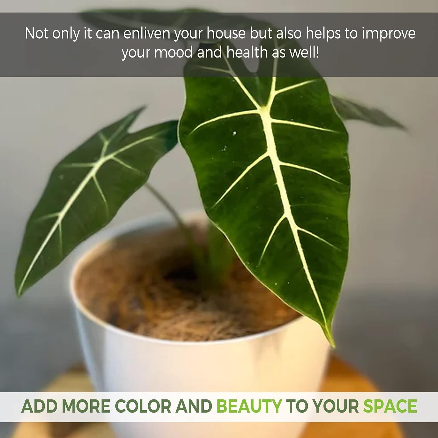 Alocasia Micholitziana (2pack) by Leal Plants Ecuador | House Plants Elephant
