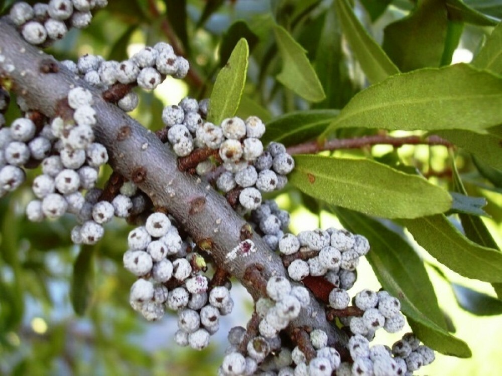 WAX MYRTLE SOUTHERN Myrica Cerifera – 100 SEEDS.