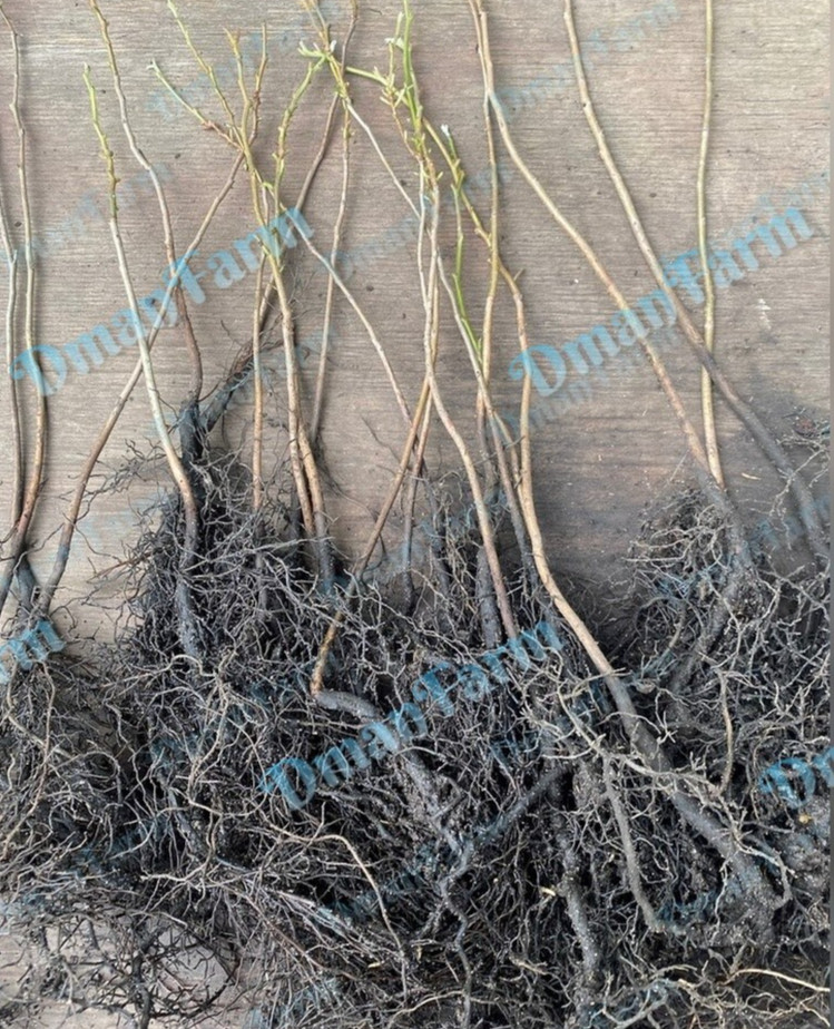Persimmon Tree American Native Fast Growing Seedlings 12″-24″ JUMBO (Live Plant)