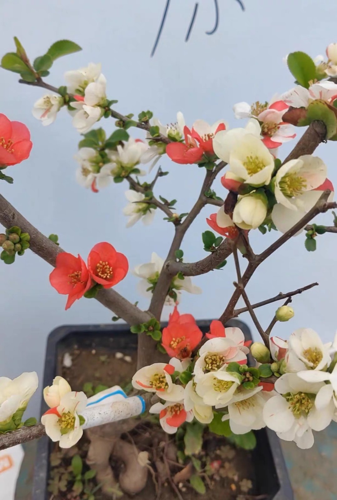 Japanese Flowering Quince ‘Changshoubao’ Live Plant 2-3 Gal Chaenomeles Bonsai