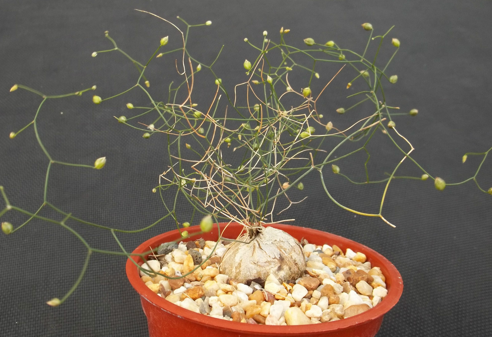 SCHIZOBASIS INTRICATA exotic rare caudex flower bonsai onion cactus seed 5 seeds