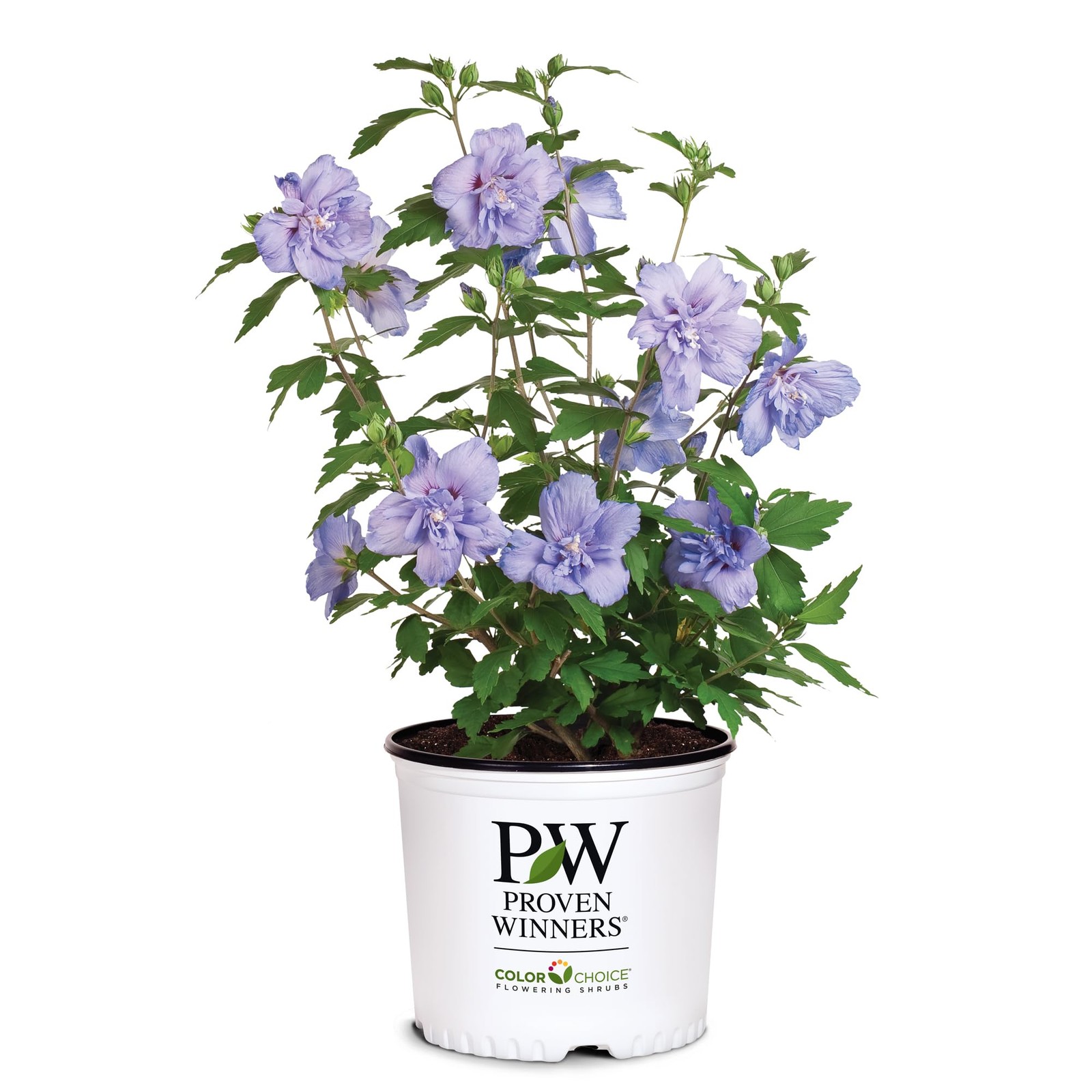 Proven Winners 2 Gal. Blue Chiffon Rose of Sharon (Hibiscus) Shrub
