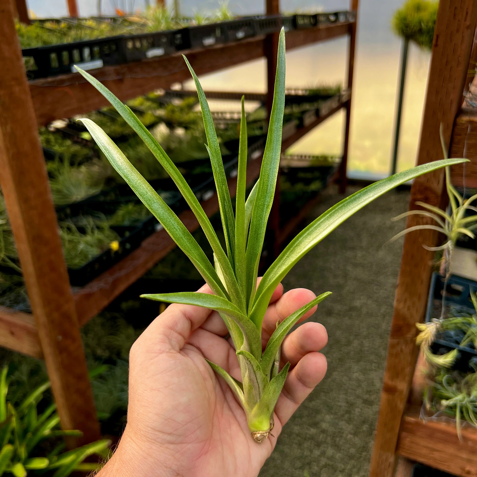 Secunda Vivipara Air Plant Medium (Can Produce 50+ Pups After Blooming)