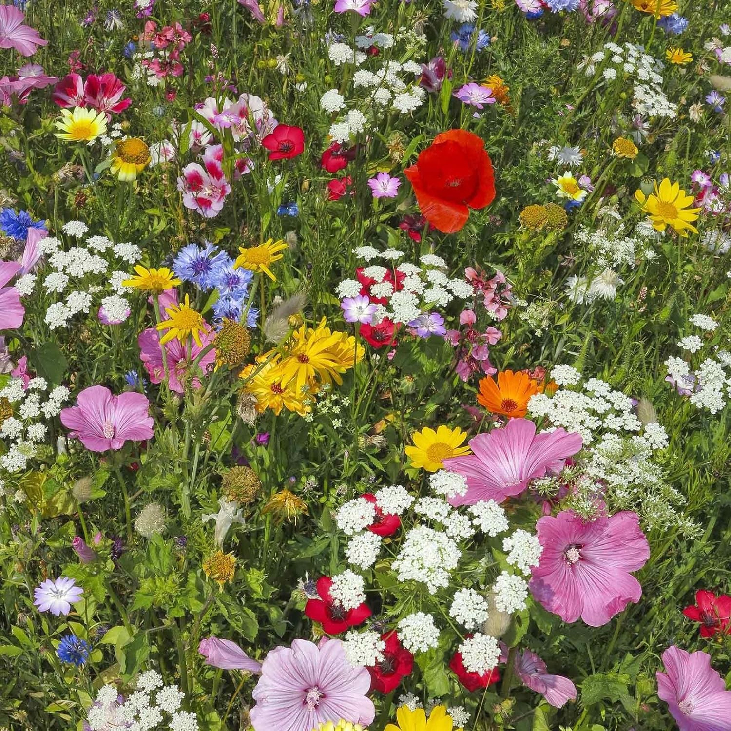 Wildflower Seeds Bulk, 2 Oz. 80,000+ Seeds, Butterfly and Tri-colour