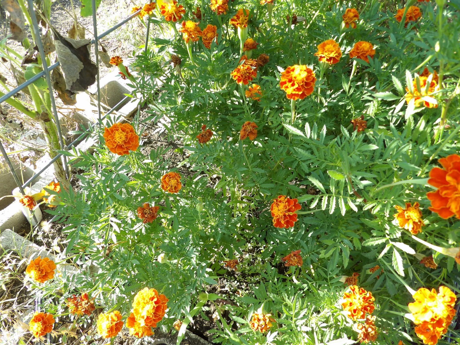 French Marigold Beautiful Colors, Garden Pest Deterrent, Organic, Ranch Grown