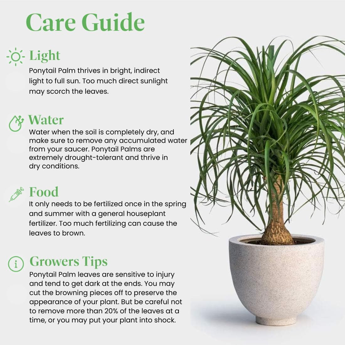 Ponytail Palm Plant in 4 inch Pot. Live Pony Tail Plant. Easy to grow indoors.