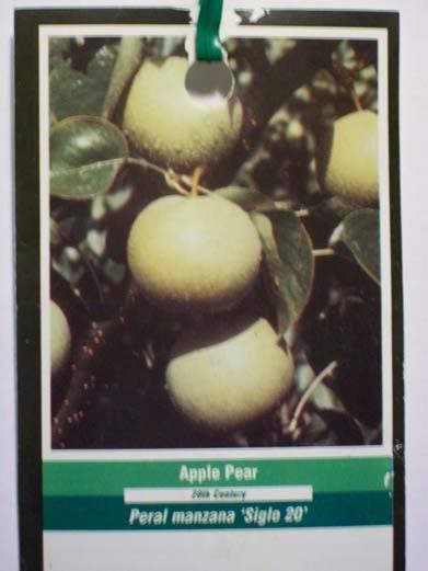 APPLE PEAR 4′-6′ Fruit Tree Plant Healthy Trees Grow Big Crisp Juicy Sweet Pears