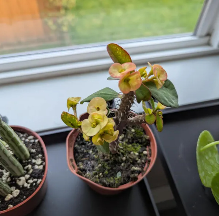 Yellow Crown of Thorns – Euphorbia milii Floral Yellow – Live Plant in 4″ Pot