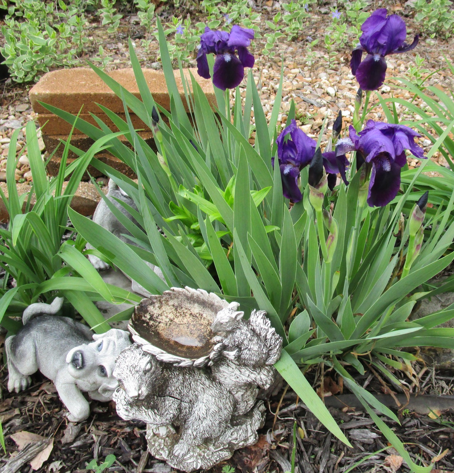 Reblooming Freshly Dug 1 Rhizomes