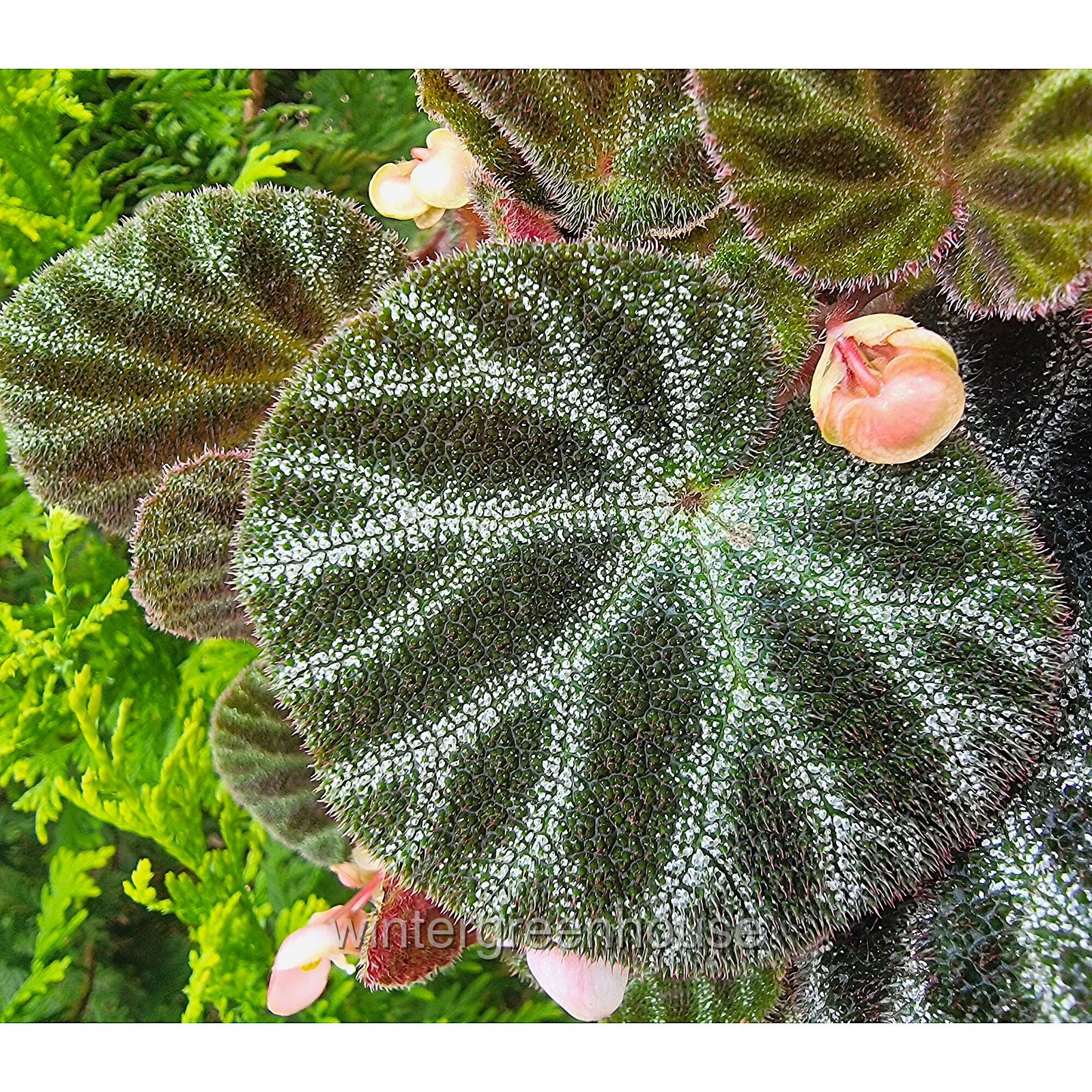 Begonia ningmingensis Bella, Hybrid Begonia, Container Size: 3″ (2.6×3.5″)