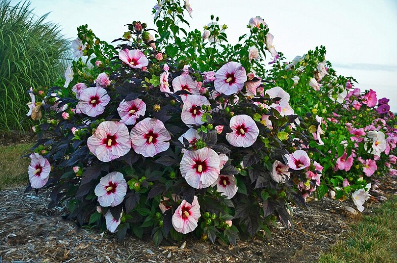 ROSE MALLOW ‘Hibiscus moscheutos’ LIVE PLANT 20+ INCHES