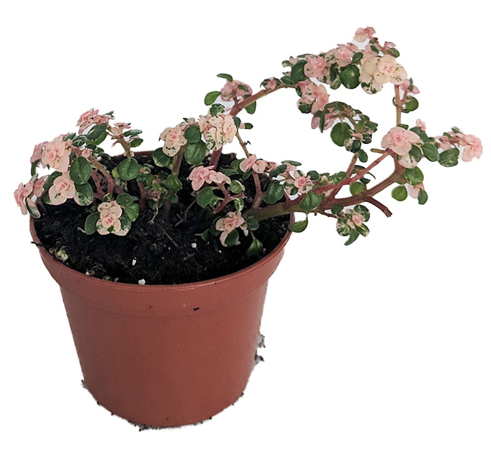 Snow Capped Artillery Fern – Pilea microphylla – Rare – 2.5″ Pot