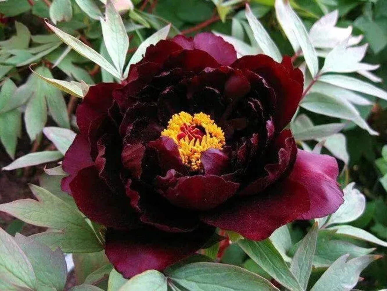 Hatsugarasu Japanese large flower tree peony Preorder for fall 2026
