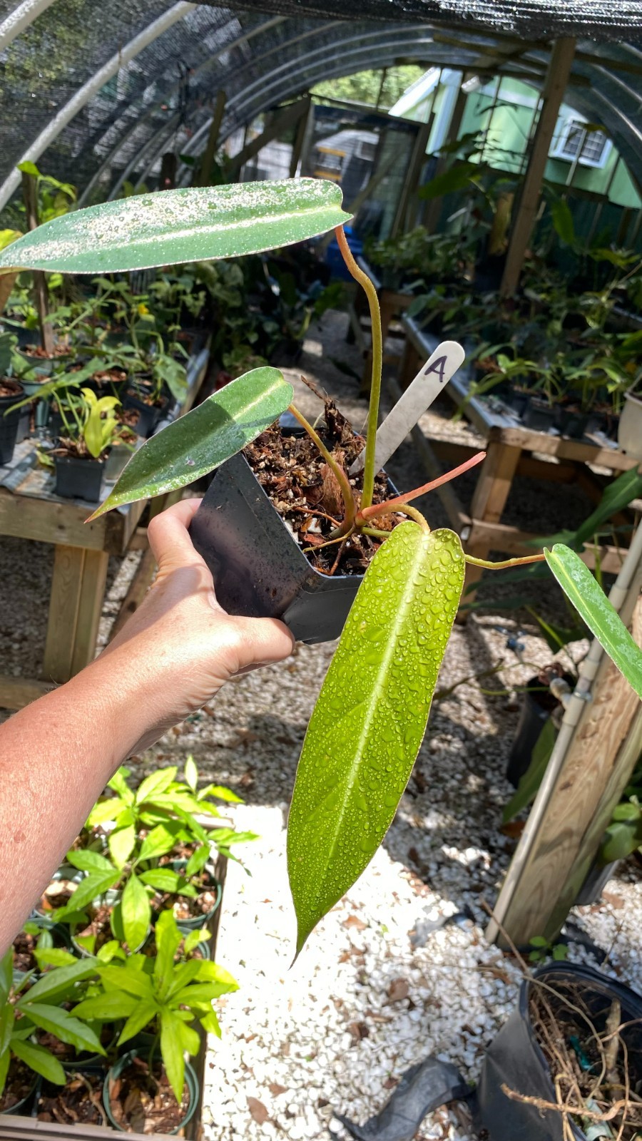 Philodendron Bernardopazii Plant Juvenile A