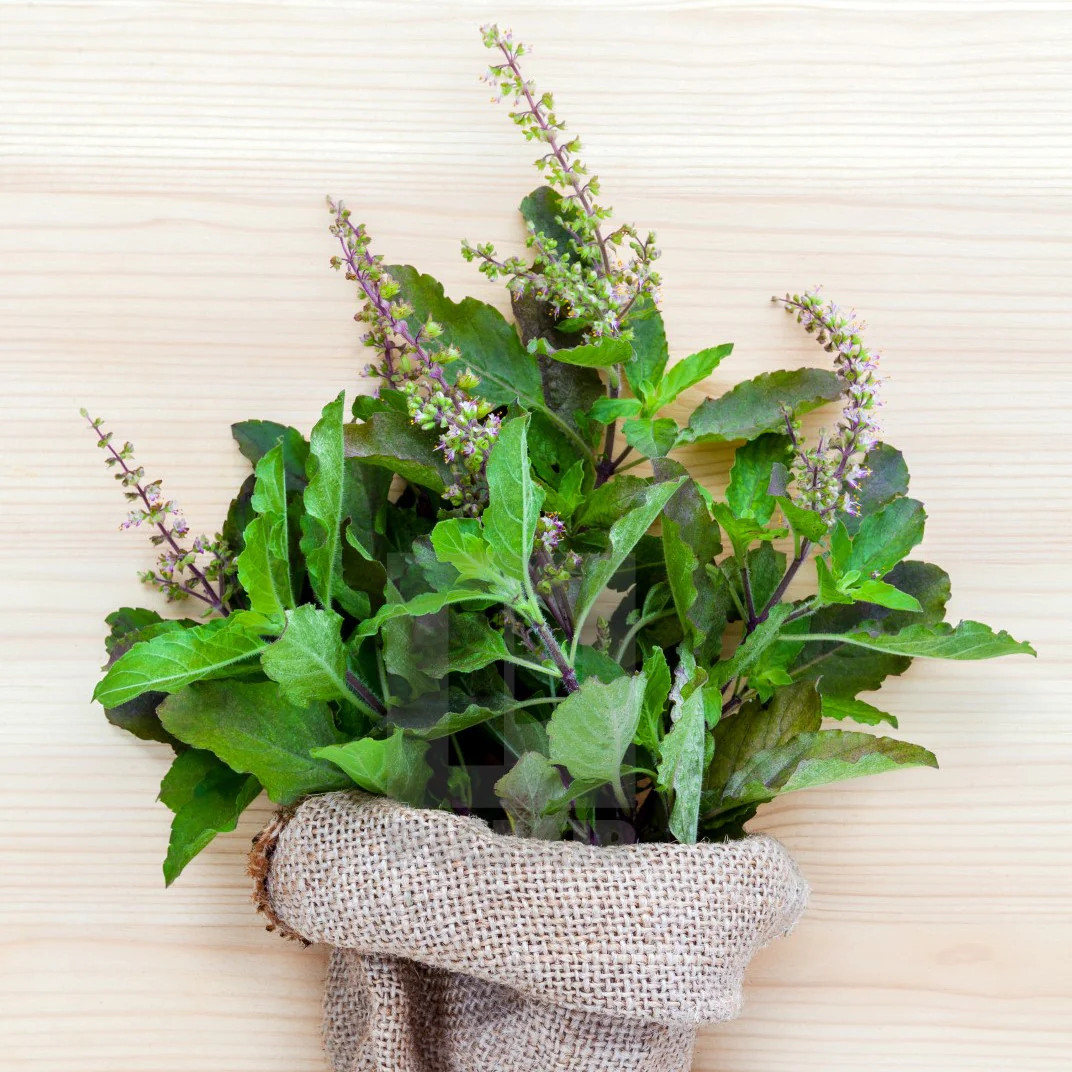 Red Leaf Thai Holy Basil Seeds | Krishna Tulsi Kraphao กะเพรา Asian Seed 2023