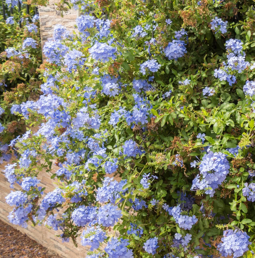 Live Blue Plumbago Plant – Plug Seedling – 5–7″ Tall – Indoor/Outdoor Garden