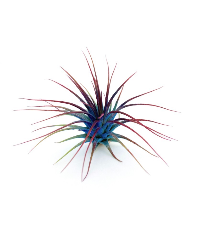 Air Plant 3 Pack Assortment – 3 COLORs of Tillandsia Airplants Free SHIPPING