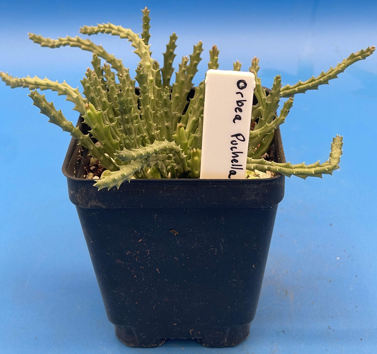 Orbea Pulchella – Rooted in 3.5″ Pot – Rare – Carrion Flower
