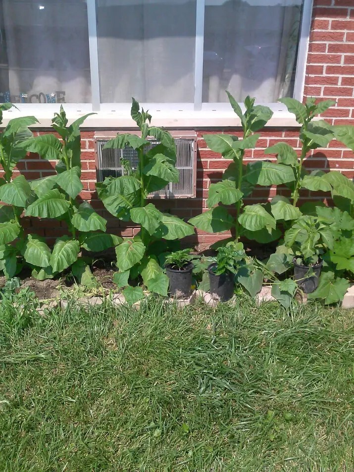 Tobacco Seeds Organically Grown Non Gmo 3000 + 1000