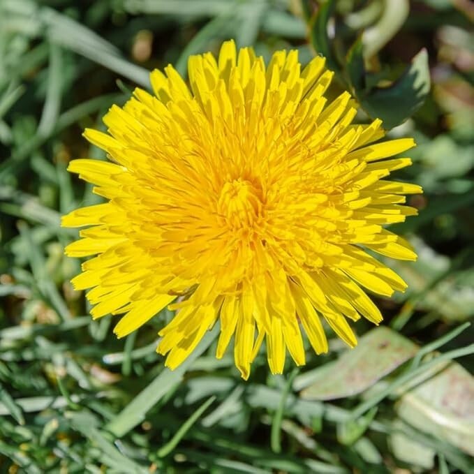 Dandelion Live Plant 3-6 Inch Tall in 4 Inch Pot – Live Dandelion Plants